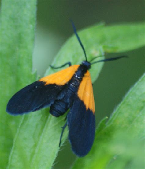 Moths of North Carolina