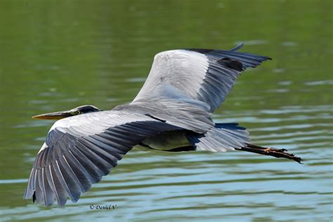 Les Oiseaux Du 27 Le Héron Cendré Ardea Cinerea