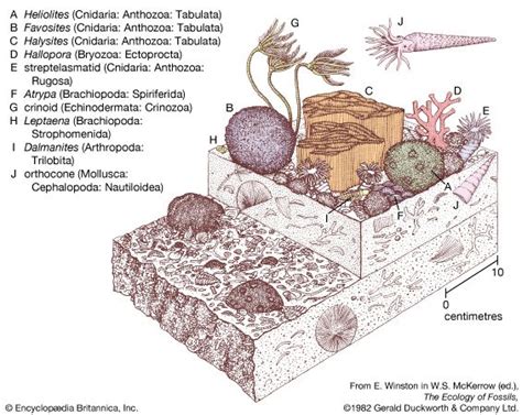 Silurian Period Fossils Stratigraphy Geology Britannica