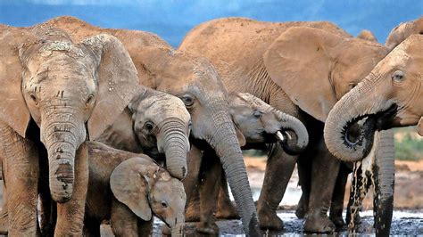 S Dafrika Elefanten Trampeln Mutma Lichen Wilderer Tot