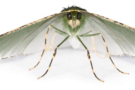 A Tiny Inchworm Moth From New Guineas Photograph by Tim Laman