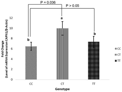 Aab Calpain Gene Expression In Liver Tissue And The Association Of