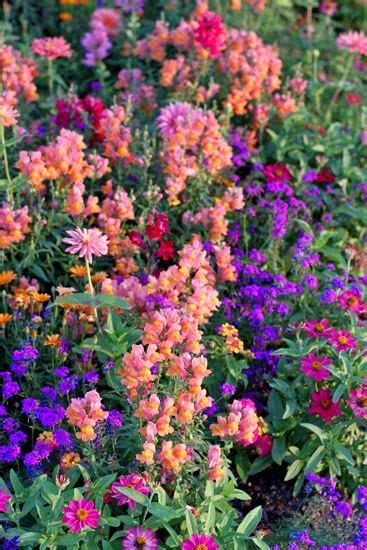 Snapdragons Verbena And Zinnias In A Vibrant Bed Artofit