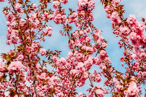 Fondo Flores De Cerezo Rosa Sakura Florecen En Primavera Foto E Imagen