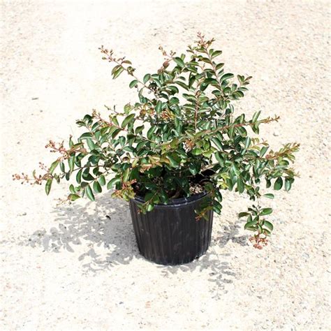 Dwarf Crepe Myrtle - Dallas Stone Supply and Wholesale Nursery - Outdoor Warehouse Supply