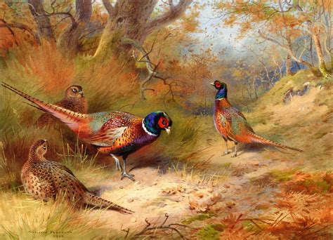 Archibald Thorburn 1860 1935 Ring Neck Pheasants Painting Ring