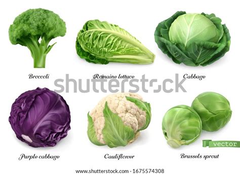 143,510 Cabbage Lettuce Images, Stock Photos & Vectors | Shutterstock