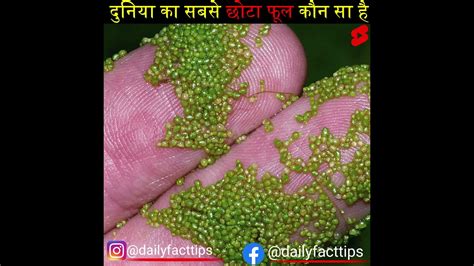 World Smallest Flower|duckweed, Wolffia Globosa, Asian, 53% OFF