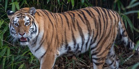 Free Images : nikita, bengal tiger, siberian tiger, felidae, carnivore