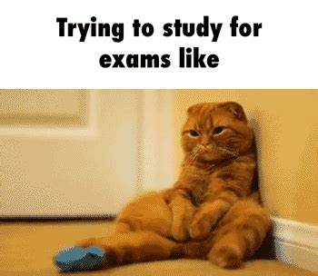 Exams PrimoGIF