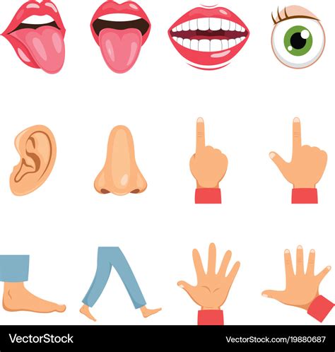 Body Parts Royalty Free Vector Image VectorStock