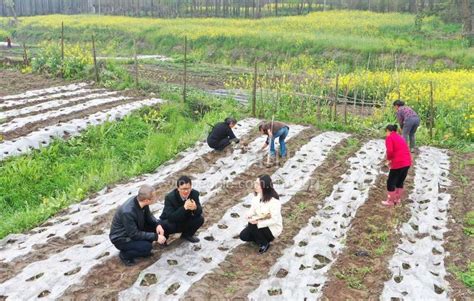 四川洪雅：全力护航春耕生产 人民图片网