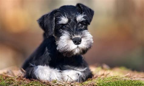 Consejos Para Educar A Un Schnauzer Miniatura