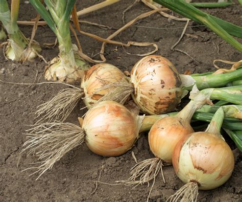 Onion growing problems : 8 issues and how to avoid them | Homes and Gardens