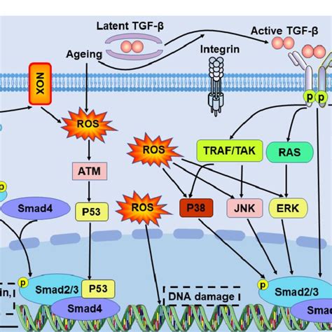 The Tgf Signalling Pathway In Aging And Fibrosis Tgf Is An