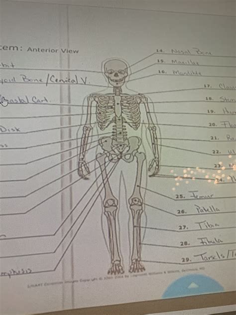 Skeletal System Anterior View Diagram Quizlet