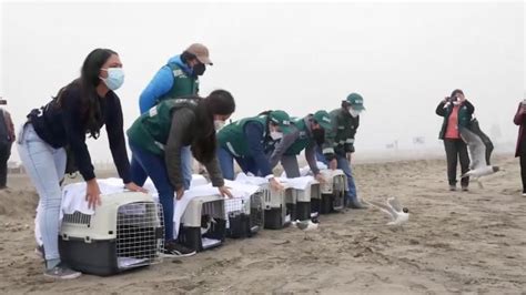 Liberan aves rescatadas de playas peruanas tras derrame de petróleo