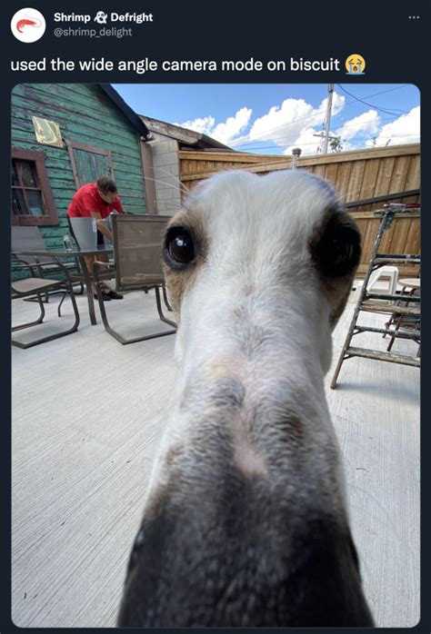 used the wide angle camera mode on biscuit | Borzoi / Long Nose Dog ...