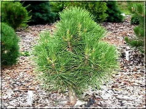 Pinus Nigra Spielberg Sosna Czarna Spielberg Foto Internetowy Sklep