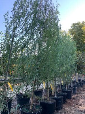 Salix Matsudana Tortuosa Corkscrew Willow From Colesville Nursery