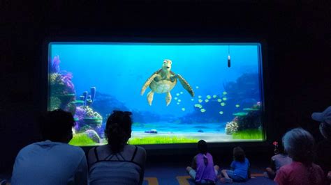 PHOTOS VIDEO Turtle Talk With Crush Reopens At EPCOT WDW News Today