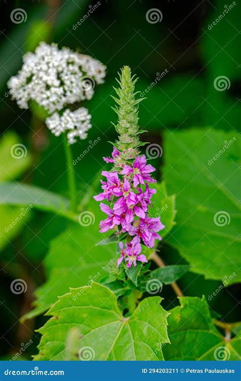 Wildflowers and Plants by the St-Lawrence River Stock Image - Image of ...