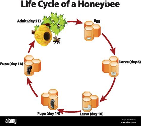 Diagram Showing Life Cycle Of Honeybee Illustration Stock Vector Image