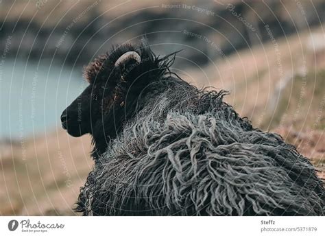 The Black Sheep And The Sea A Royalty Free Stock Photo From Photocase