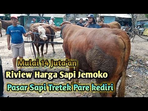 Mulai 14 Juta An Riview Harga Sapi Jemoko Pasar Sapi Tretek Pare Kediri