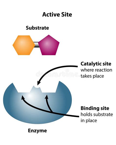 What Enzyme Catalyzes Transcription