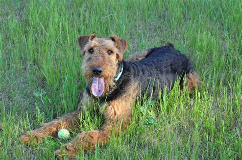 Airedale Terrier Puppies For Sale In Minnesota