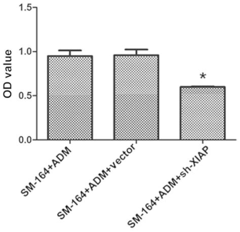 SM164 Enhances The Antitumor Activity Of Adriamycin In Human U2OS