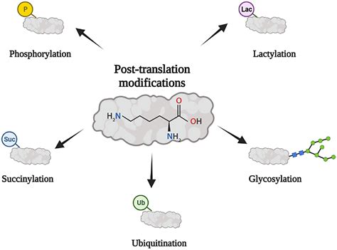 Frontiers Advances In Post Translational Modifications Of Proteins