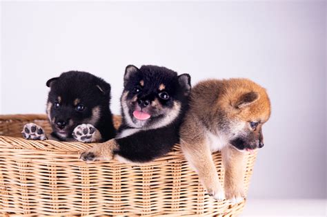 Black Shiba Inu: What You Need To Know Before Buying One