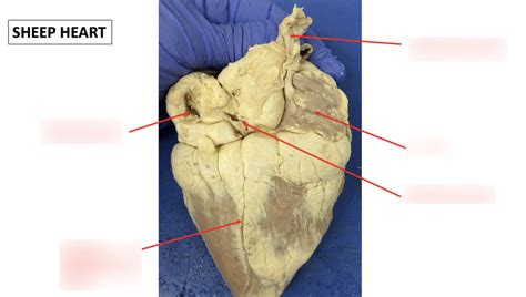 Sheep Heart 3 Diagram Quizlet