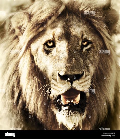 Lions Head Close Up Lion Face Portrait Wild Animal Outdoor African