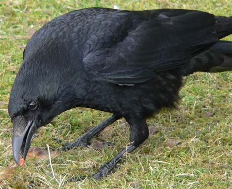 Bird Quizzes - Crows and Cuckoos