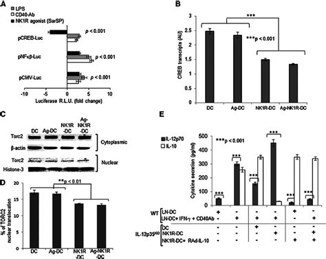 Nk1r Dcs Downregulate Creb1torc2 Nuclear Translocation Resulting In