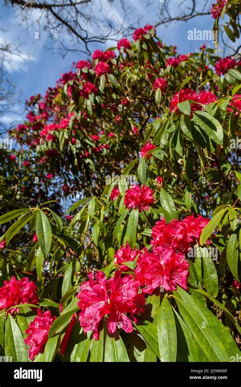 Red Rhododendron bush in flower in Scotland, April Stock Photo - Alamy