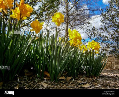 Daffodils Liberty State Park Stock Photo Alamy