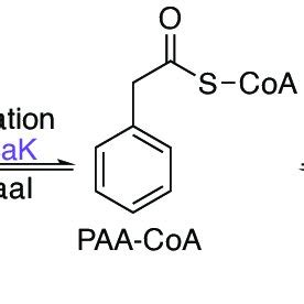 The Proposed Phenylacetic Acid Degradation PAA Pathway In B