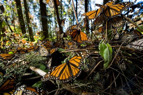 Climate change, pesticides put monarch butterflies at risk of