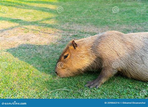 capybara  relaxing   grass stock photo image  grass large