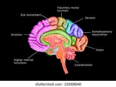 Brain Parts Stock Illustration 235008040 | Shutterstock