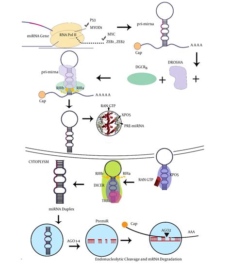 Argonaute Proteins: Structural Features, Functions And, 41% OFF