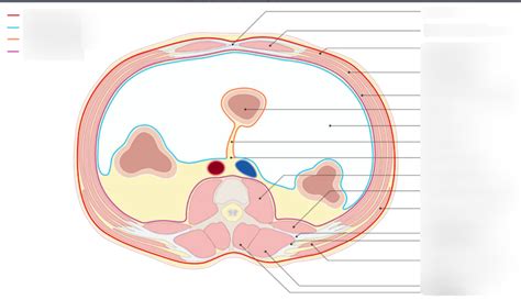 Abdomen Cross Section Peritonieum Diagram Quizlet