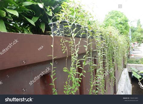 Vernonia Elliptica Lee Kuan Yew Plant Stock Photo 1760312801 | Shutterstock