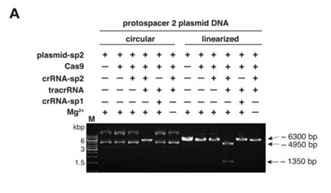 A Programmable Dual Rna Guided Dna Endonuclease In Adaptive Bacterial Immunity Incomplete