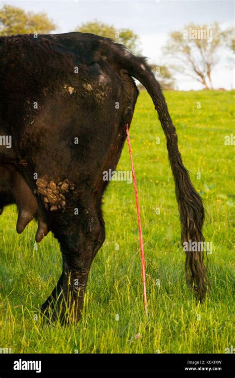 Welsh Black Cow Just Having Given Birth To A Cross Bred Charolais Calf