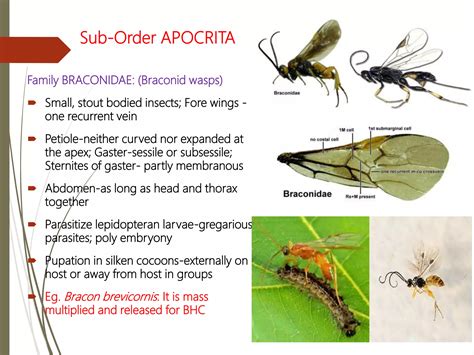 Insects Order Hymenoptera Ppt